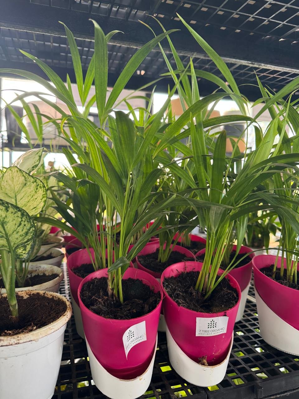 WhatsApp Image 2026-02-04 at 5.17.07 PM