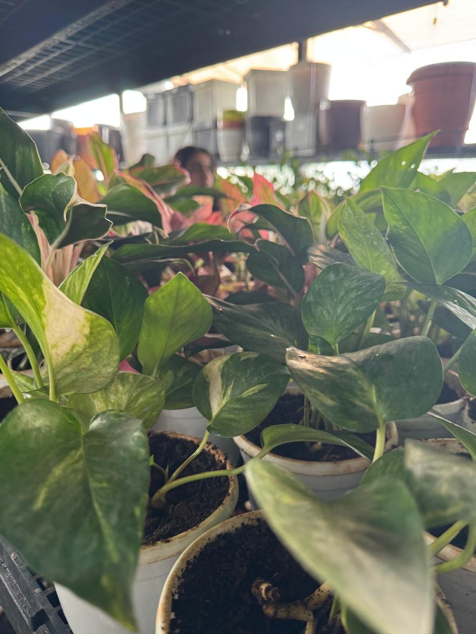 WhatsApp Image 2026-02-04 at 5.17.08 PM (2)