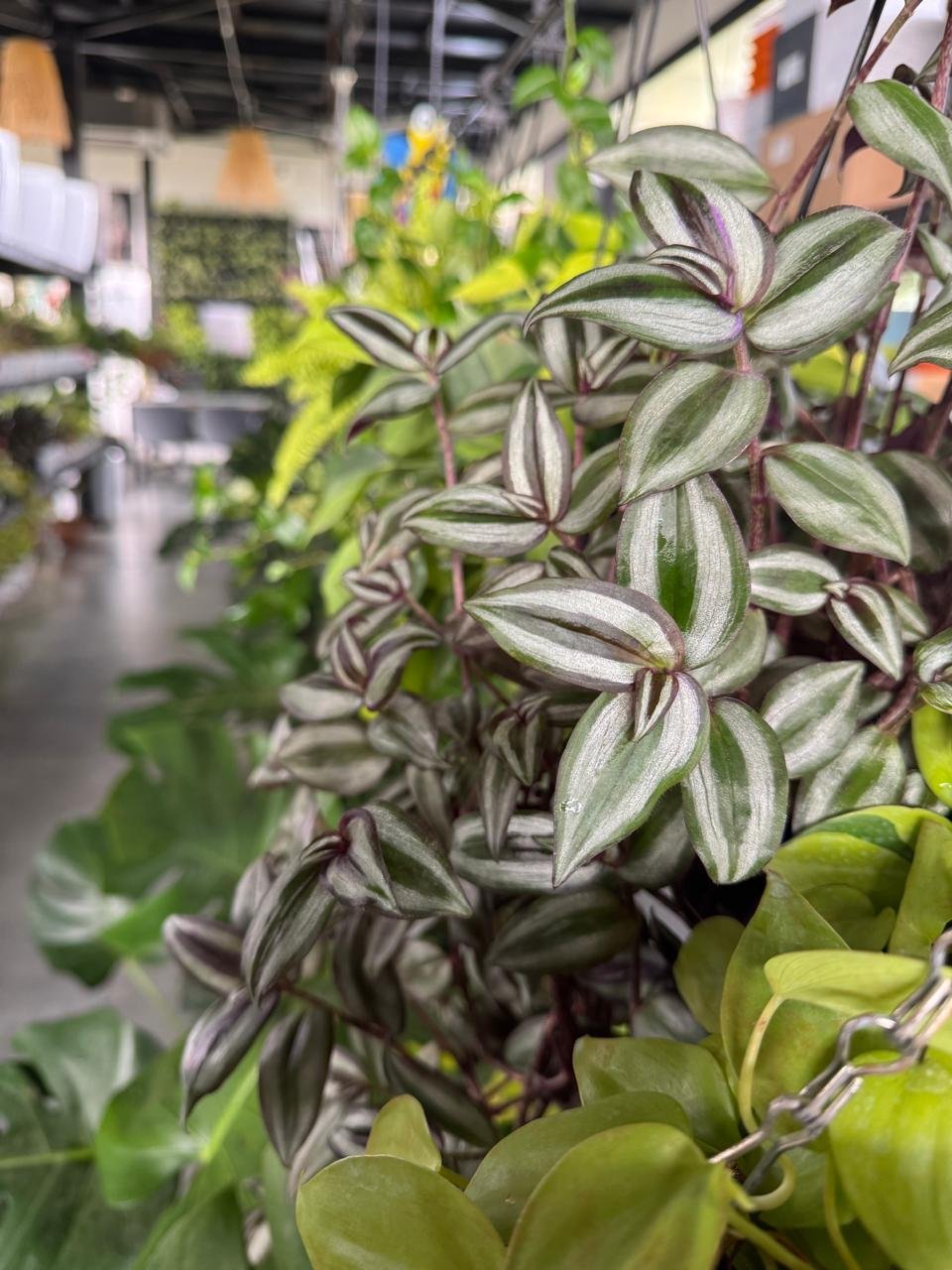 WhatsApp Image 2026-02-04 at 5.17.09 PM (1)