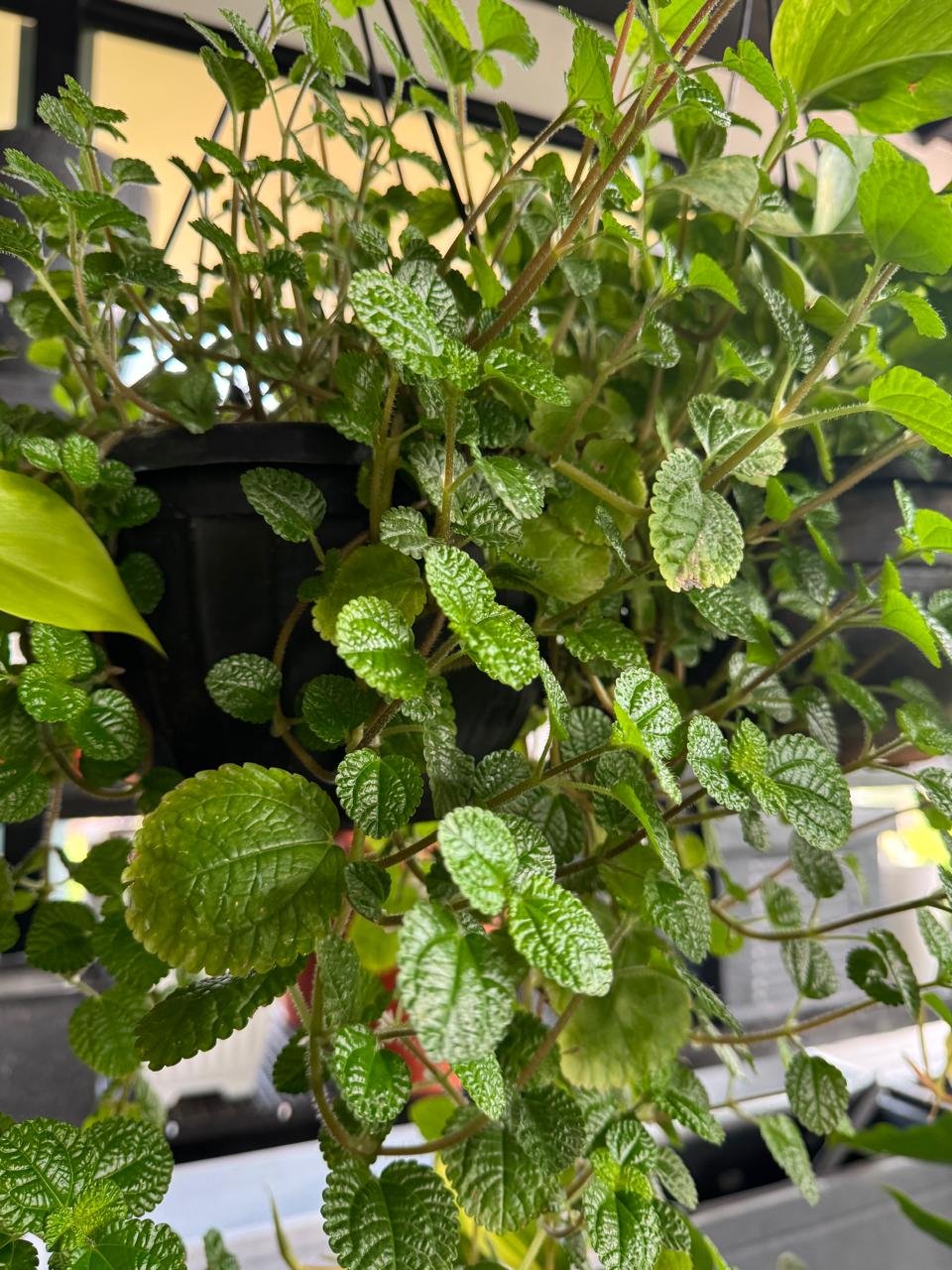 WhatsApp Image 2026-02-04 at 5.17.09 PM (2)