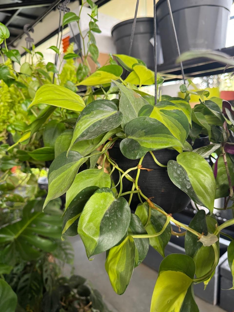 WhatsApp Image 2026-02-04 at 5.17.09 PM