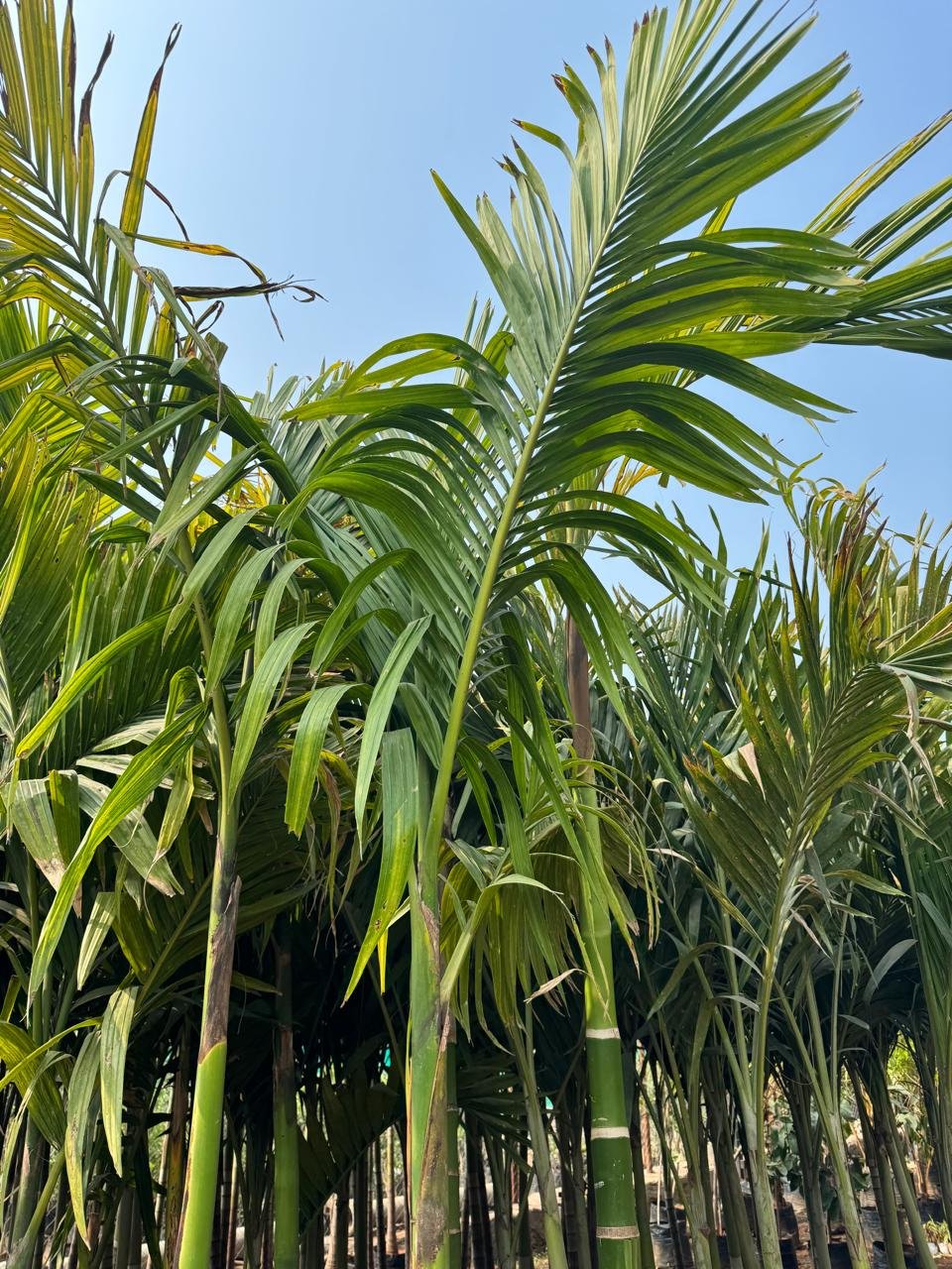 WhatsApp Image 2026-02-04 at 5.17.10 PM (1)