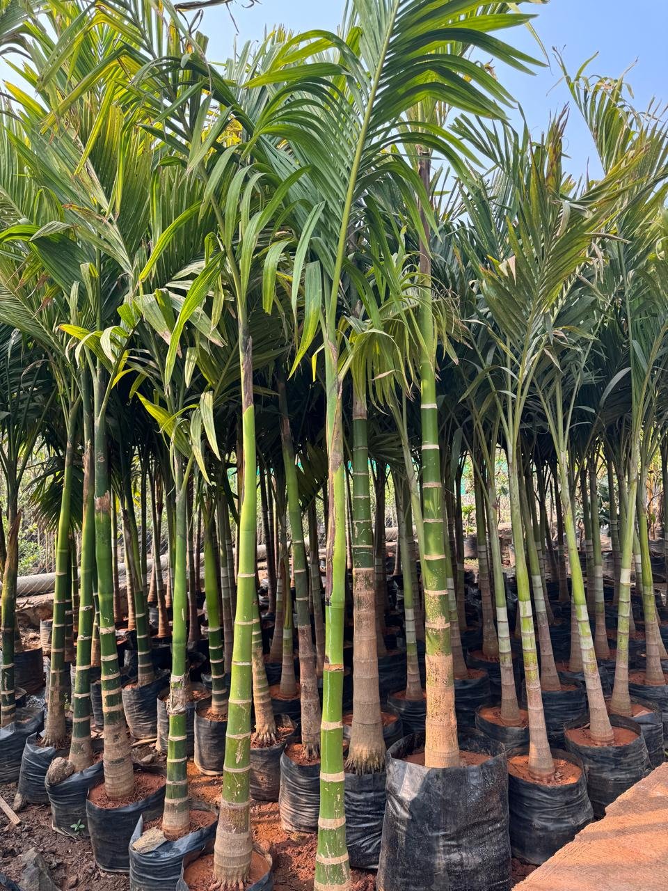 WhatsApp Image 2026-02-04 at 5.17.10 PM (2)