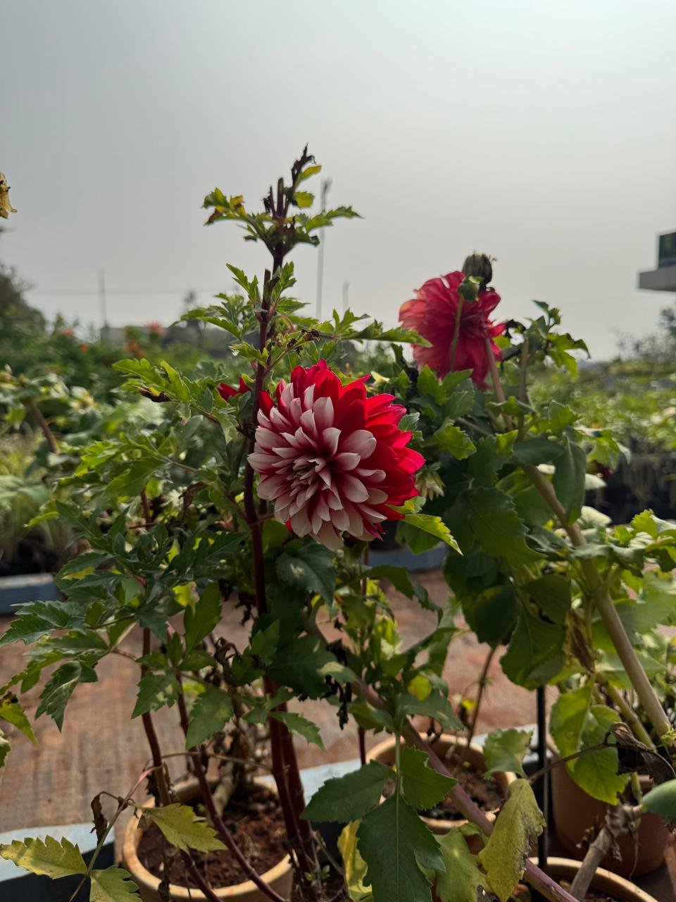 WhatsApp Image 2026-02-04 at 5.17.12 PM (1)