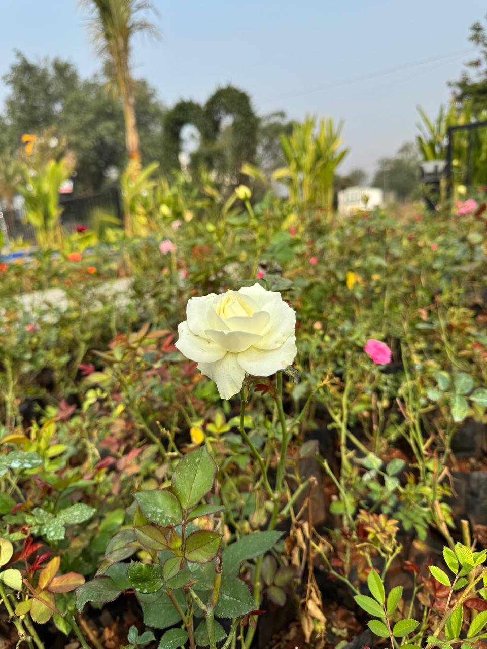 WhatsApp Image 2026-02-04 at 5.17.13 PM (1)