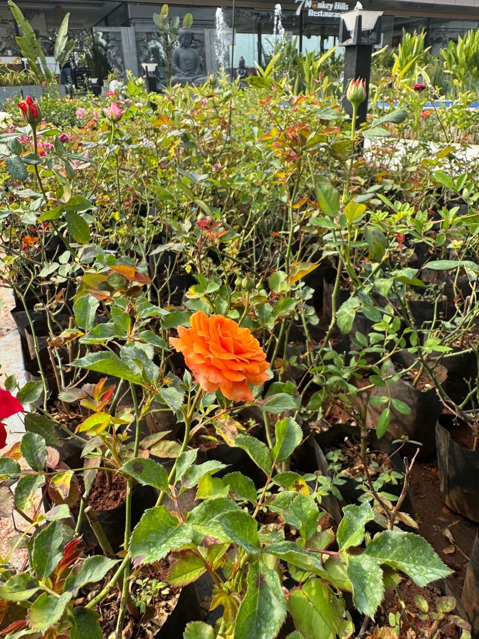 WhatsApp Image 2026-02-04 at 5.17.13 PM (2)