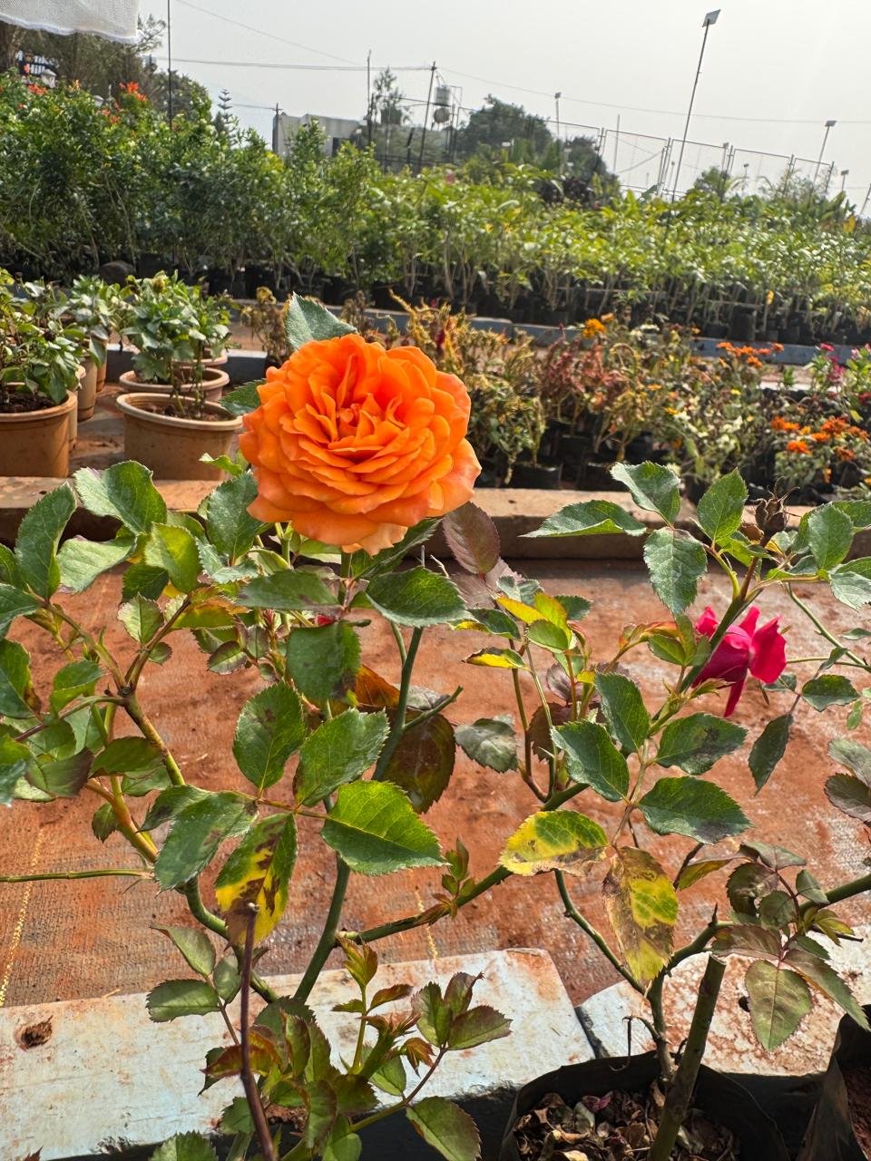 WhatsApp Image 2026-02-04 at 5.17.13 PM (3)