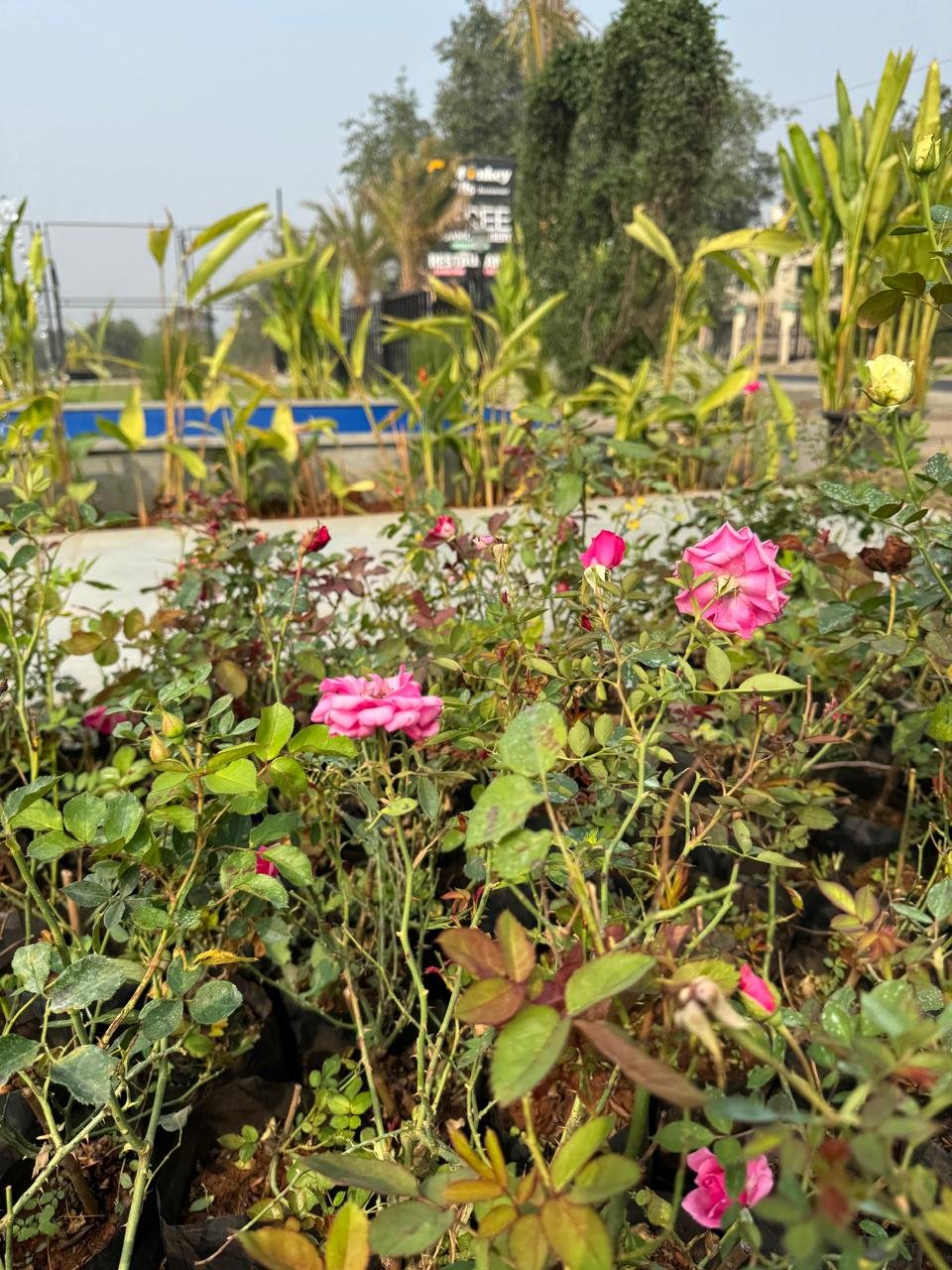 WhatsApp Image 2026-02-04 at 5.17.13 PM