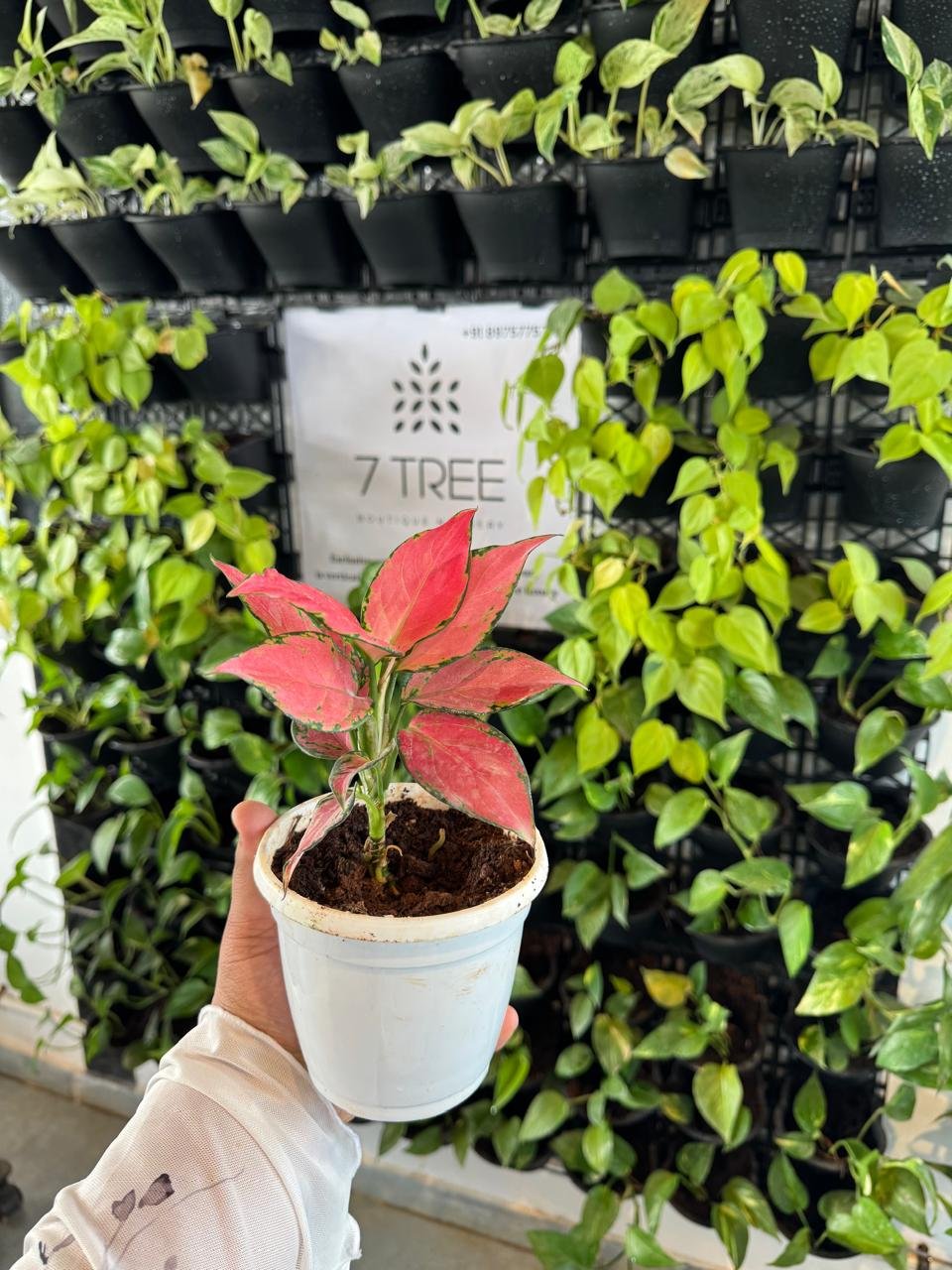 WhatsApp Image 2026-02-04 at 5.17.15 PM (1)