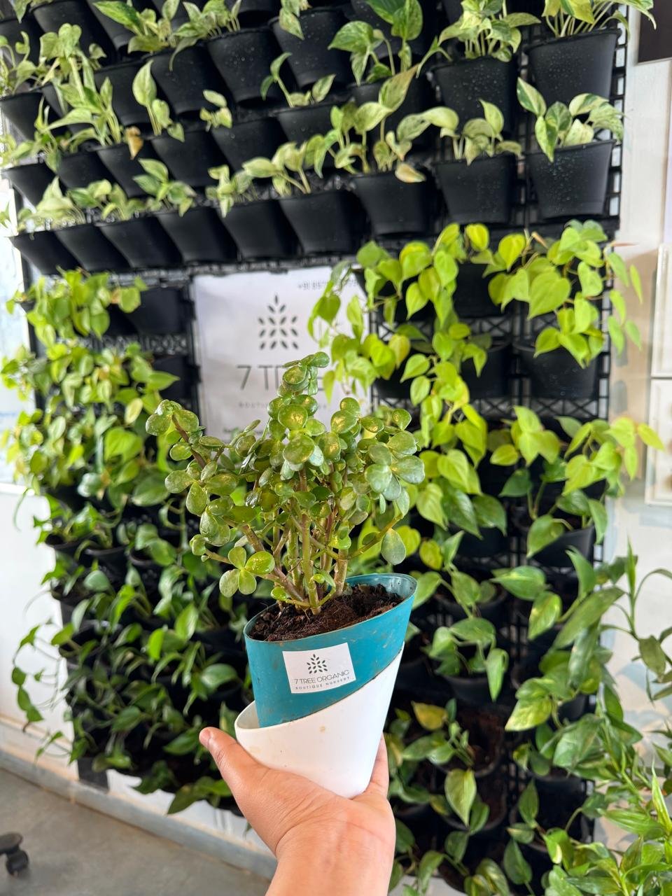 WhatsApp Image 2026-02-04 at 5.17.15 PM (2)