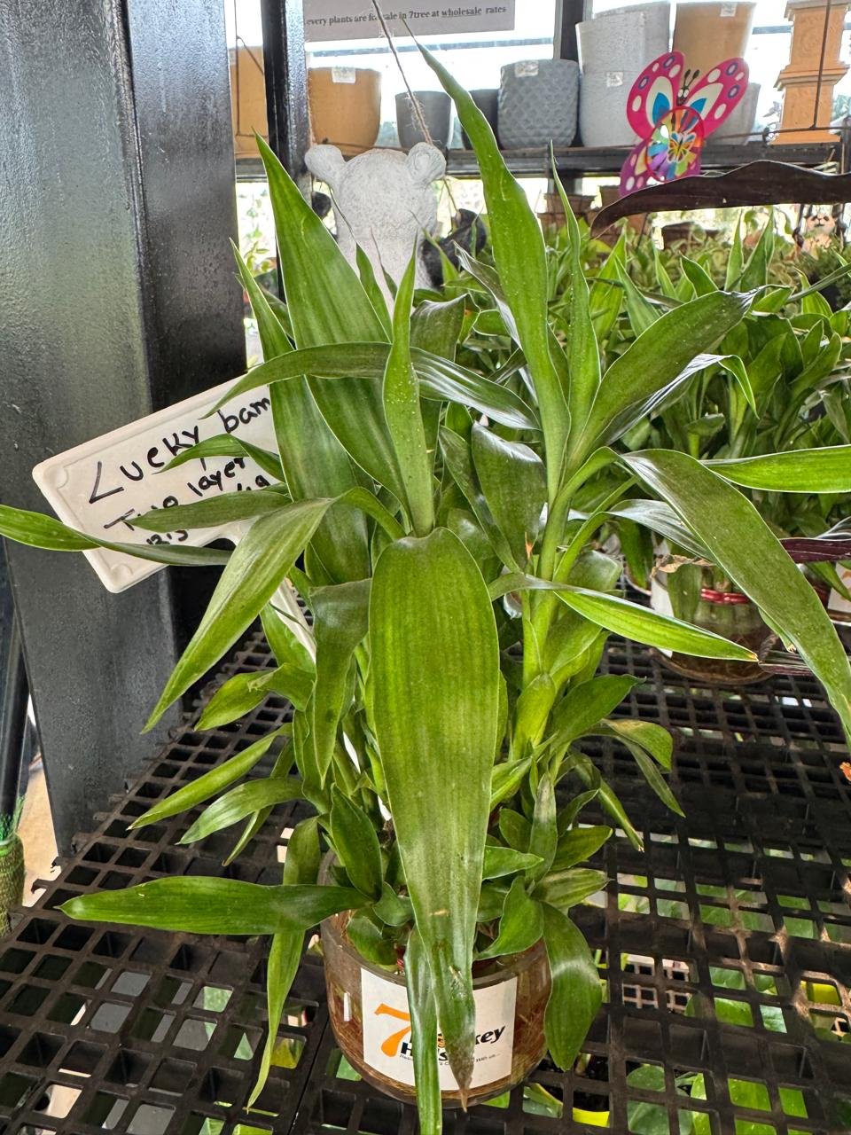 WhatsApp Image 2026-02-04 at 5.17.16 PM (2)