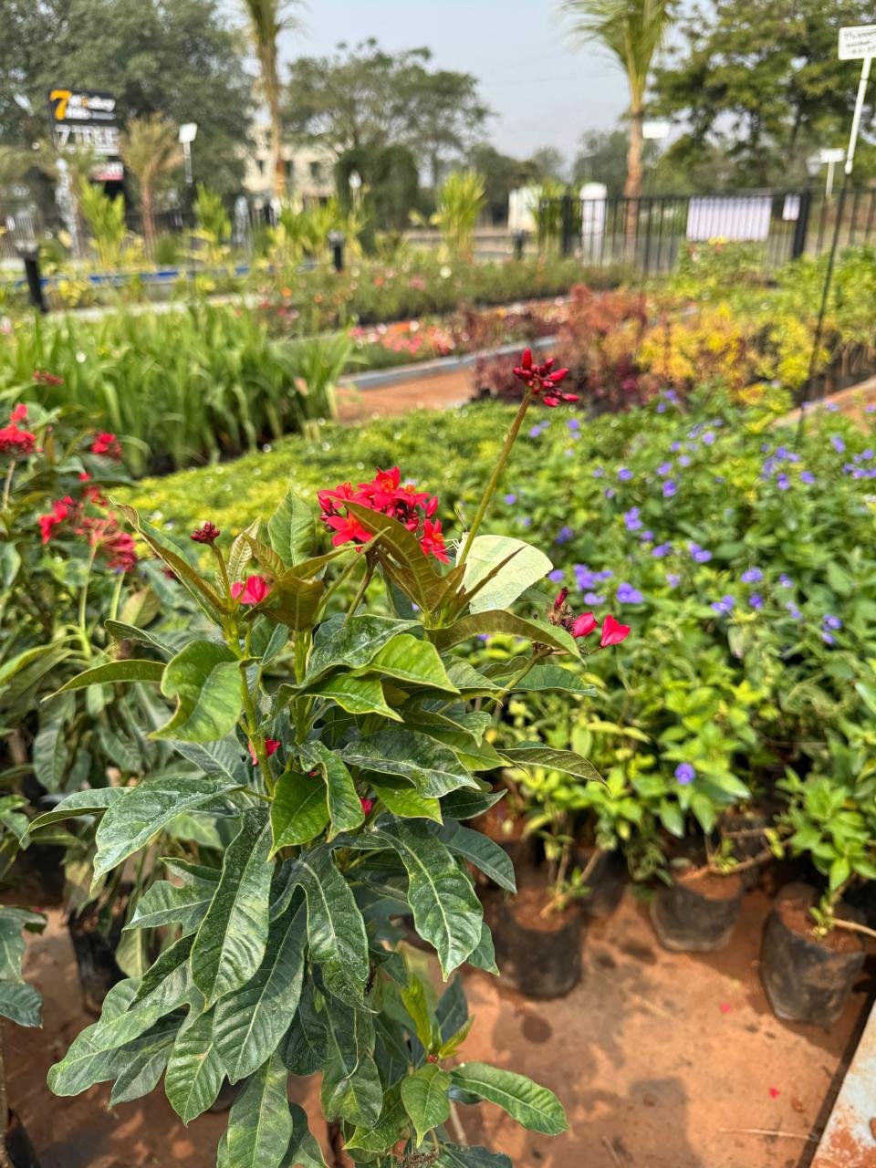 WhatsApp Image 2026-02-04 at 5.17.18 PM (2)