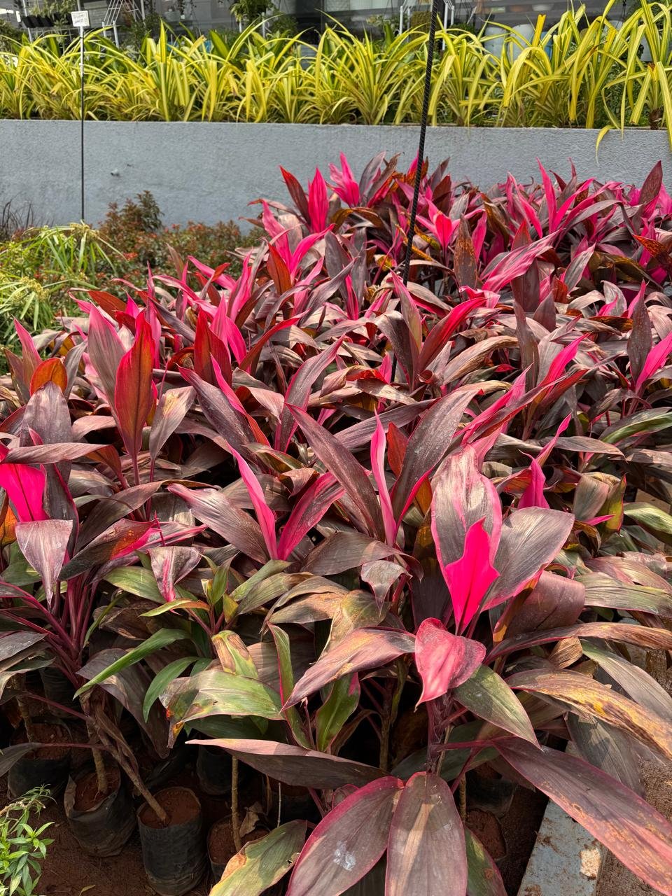 WhatsApp Image 2026-02-04 at 5.17.18 PM (3)