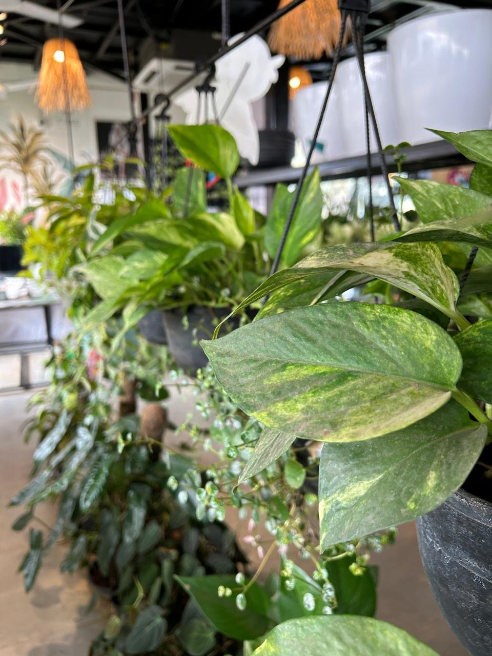 WhatsApp Image 2026-02-04 at 5.17.19 PM (2)