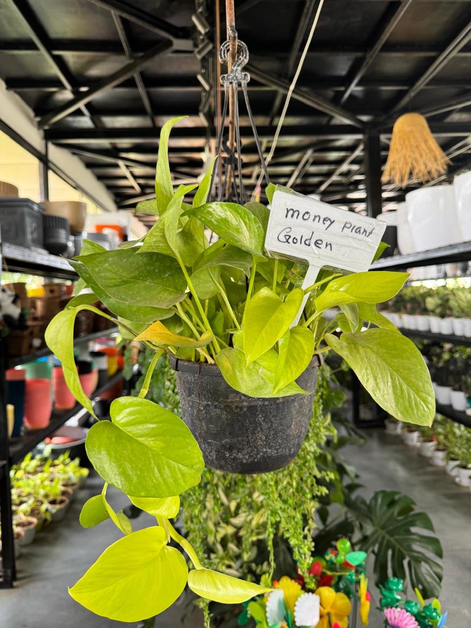 WhatsApp Image 2026-02-04 at 5.17.20 PM (2)