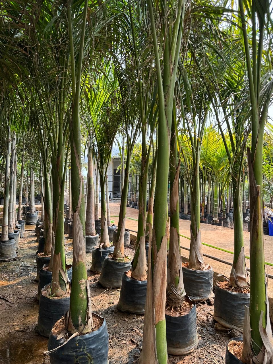 WhatsApp Image 2026-02-04 at 5.17.20 PM